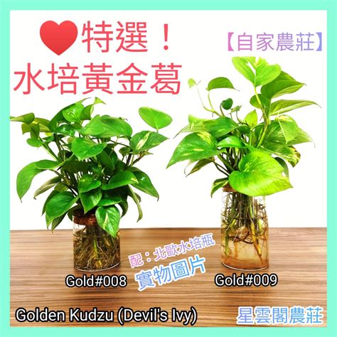 房間種植物風水